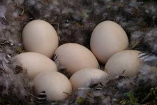 trung-ngong
