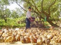 Hiệu quả từ m&ocirc; h&igrave;nh chăn nu&ocirc;i g&agrave; đẻ