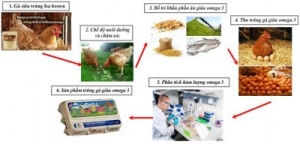 Nghi&ecirc;n cứu th&agrave;nh phần dinh dưỡng trứng g&agrave; gi&agrave;u Omega-3